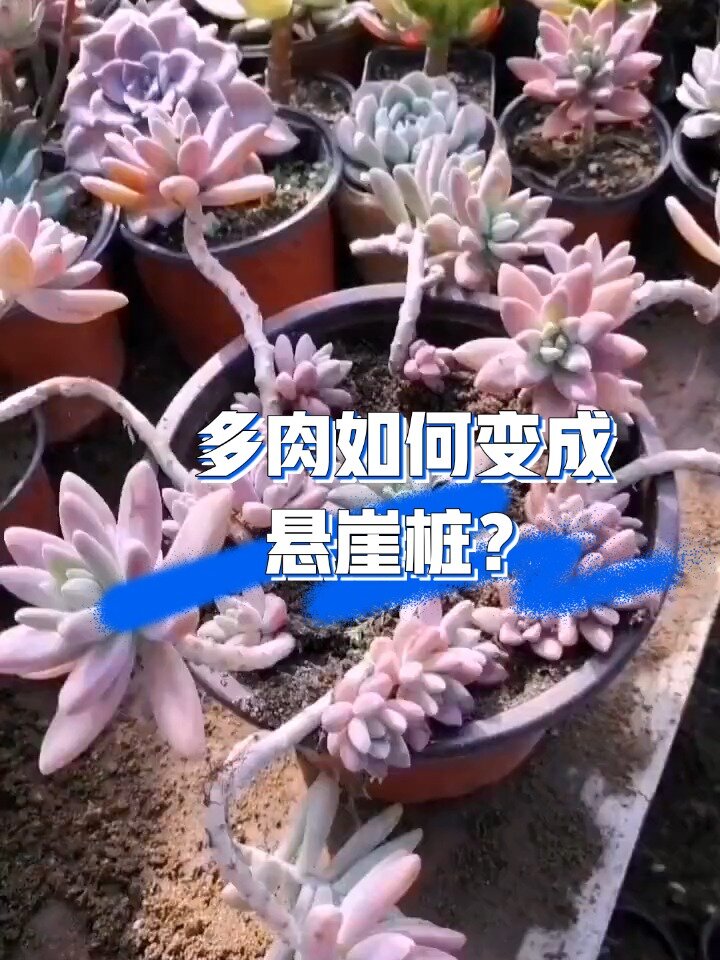 多肉造型悬崖桩篇 多肉控