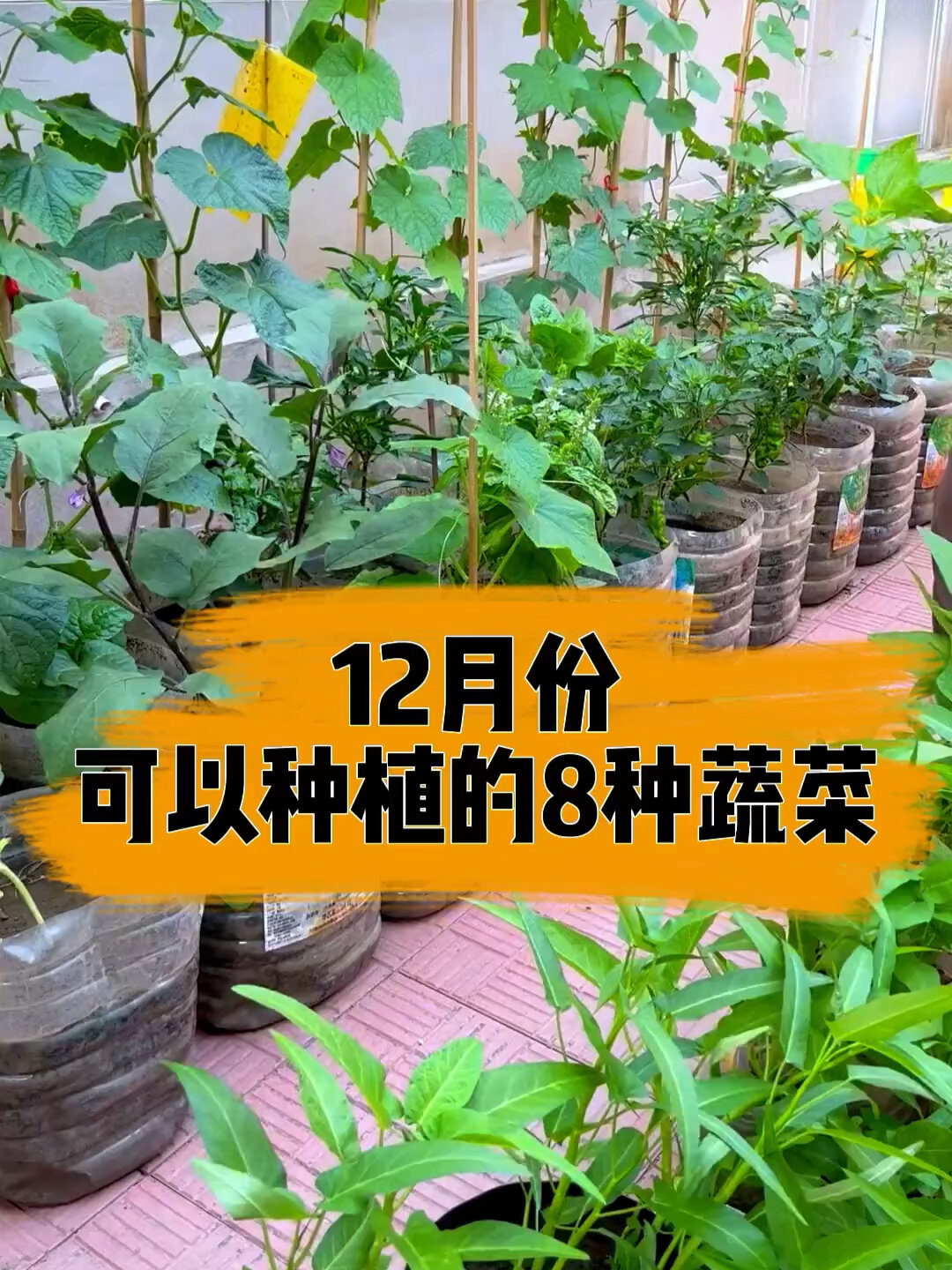 12月可以种植的8种蔬菜!快收藏起来吧