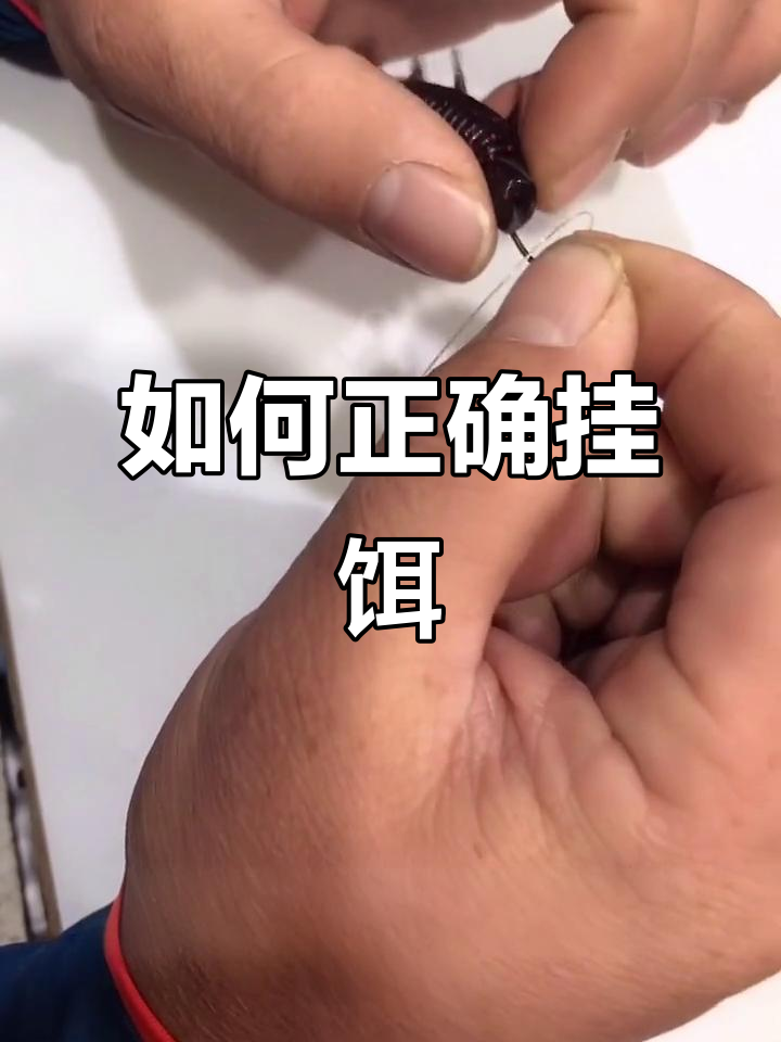 浮水虾钩挂技巧,避免脱钩的小心机