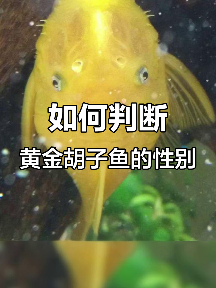 黄金胡子鱼公母辨别,看胡子的长度就能知道