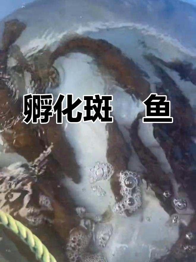 尝试孵化斑鳜鱼苗,观察母鱼状态