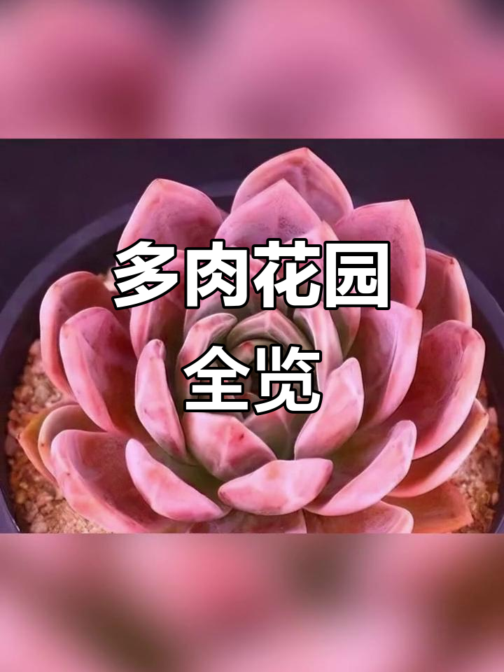 夏季多肉大赏,带你认识各种美丽品种