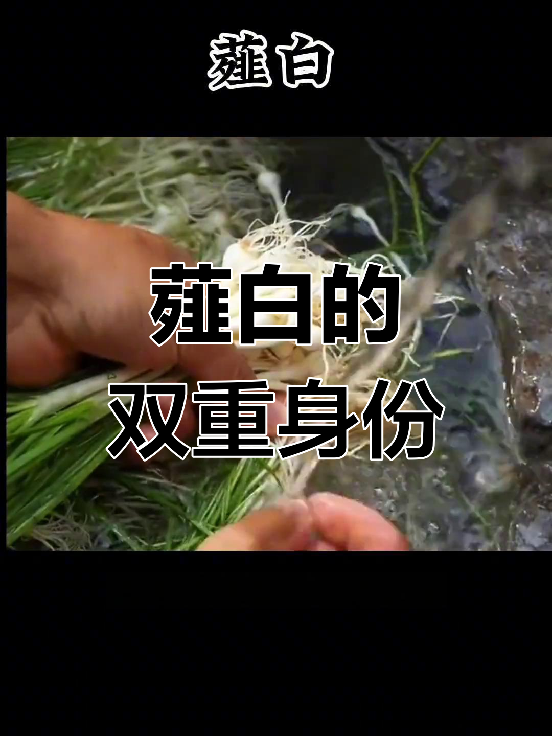 薤白既是美味野菜,又是珍贵药材,根茎皆有药用价值