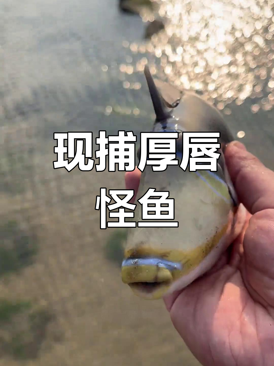 赶海抓鱼现吃,发现一只嘴唇超厚的怪异鱼类