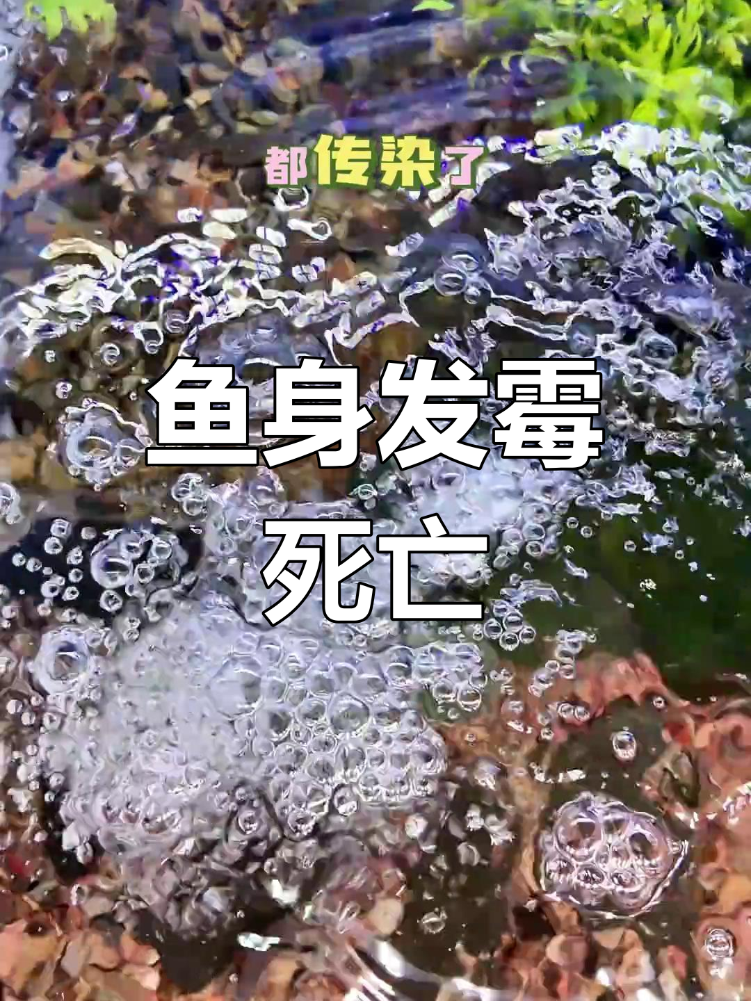 高屏链鱼长白毛,水质突变引发悲剧