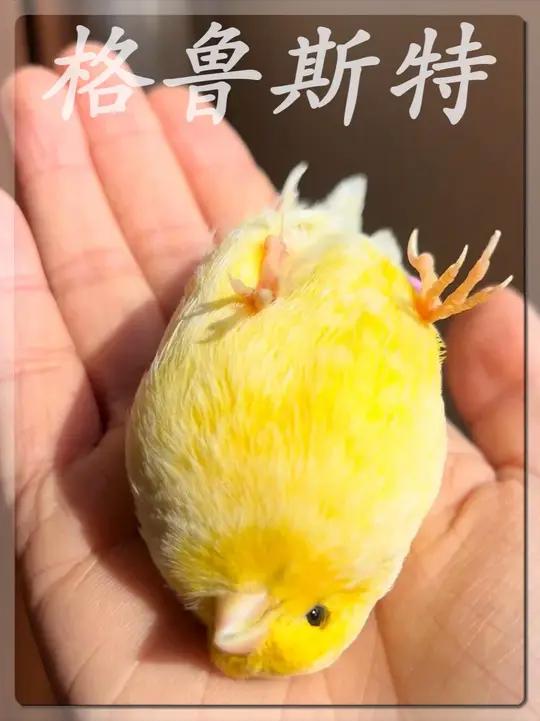 芒果味的水果冻,格鲁斯特金丝雀。格鲁斯特金丝雀感谢提供素材