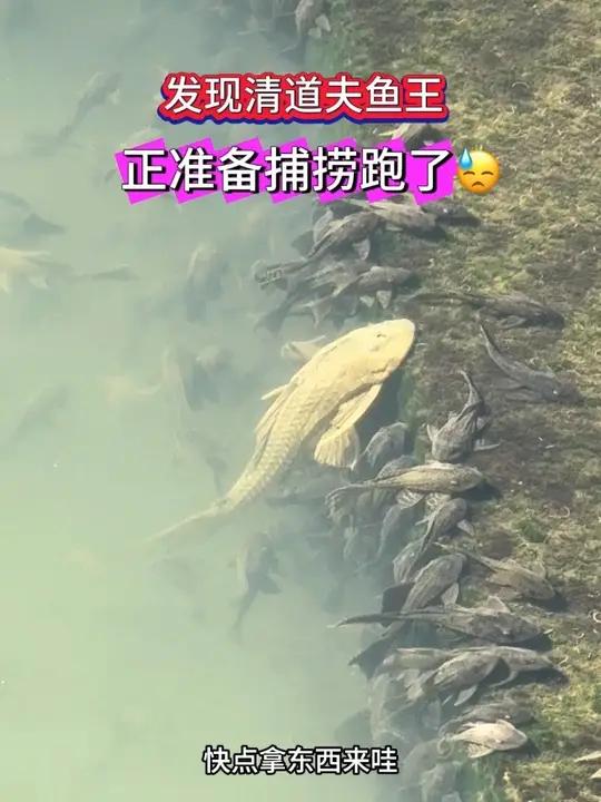 全网寻找捉拿清道夫鱼王的高手,大家有什么好办法没有