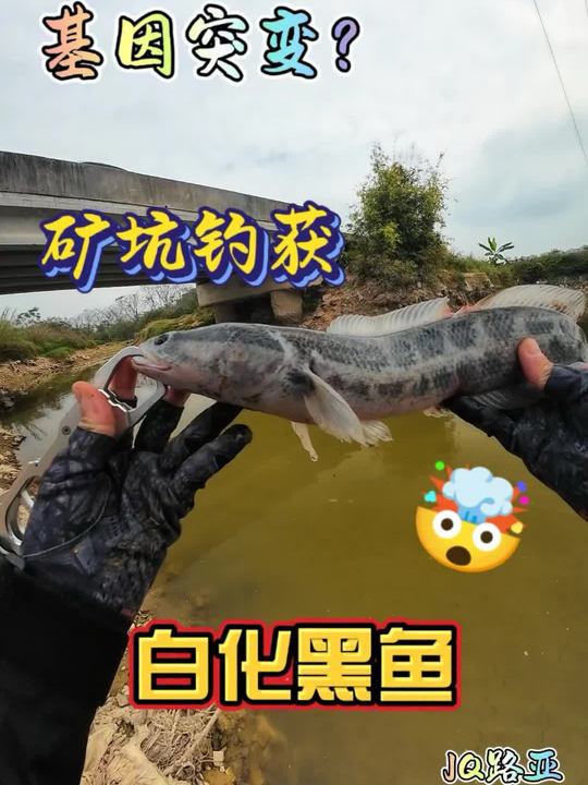 矿坑钓获白化黑鱼,这是基因突变了吗
