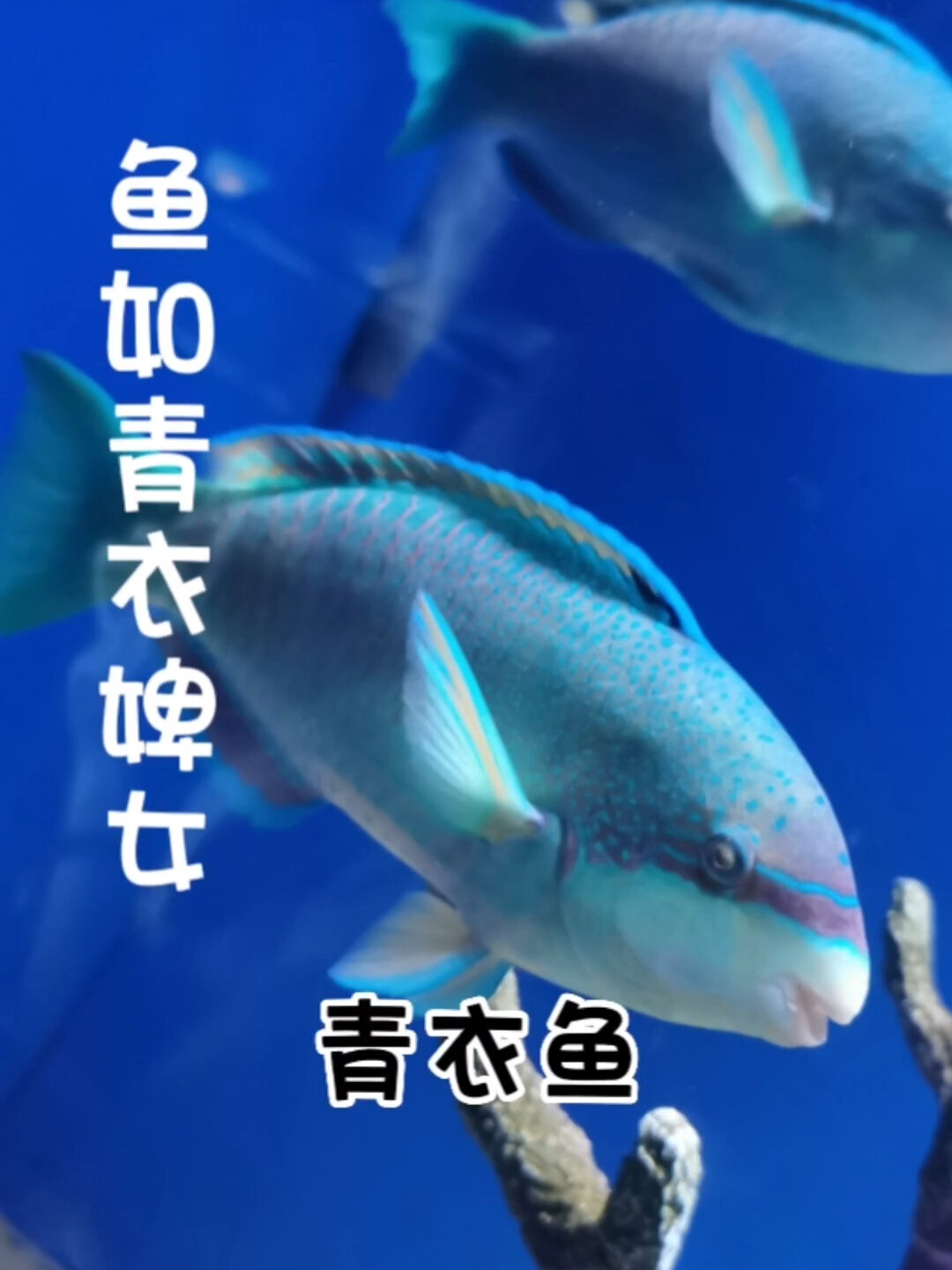 每天认识一条鱼|犹如青衣婢女——青衣鱼