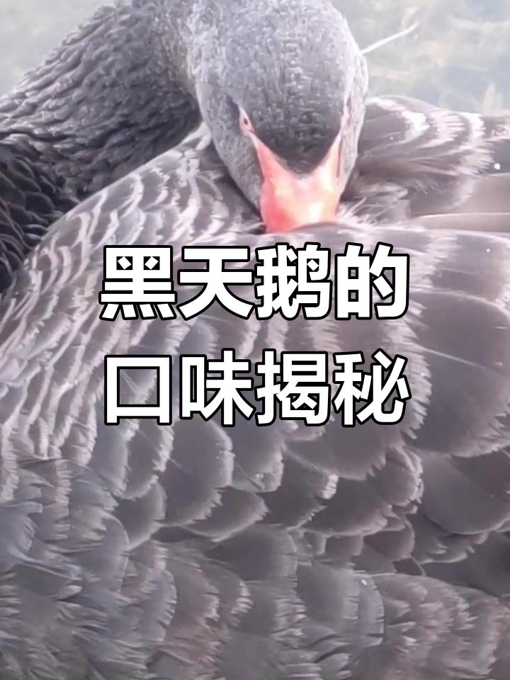 小孩天天想喂黑天鹅,发现它爱吃馒头和苹果!