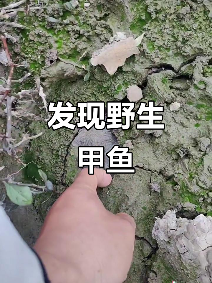 甲鱼出没,鼻子孔清晰可见!