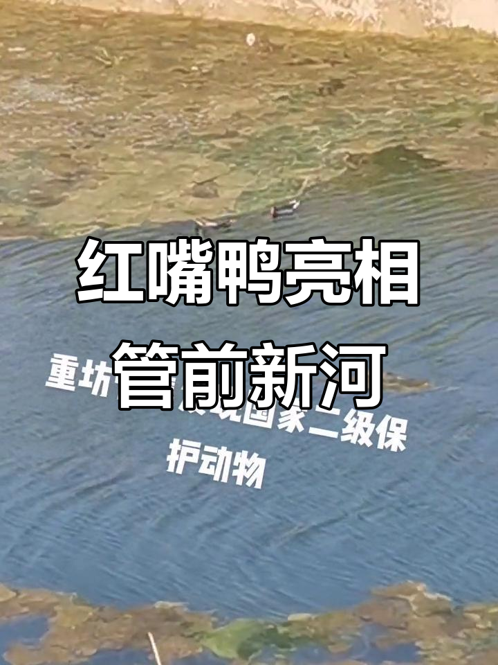 管前新河惊现红嘴鸭,美丽水鸟引来围观