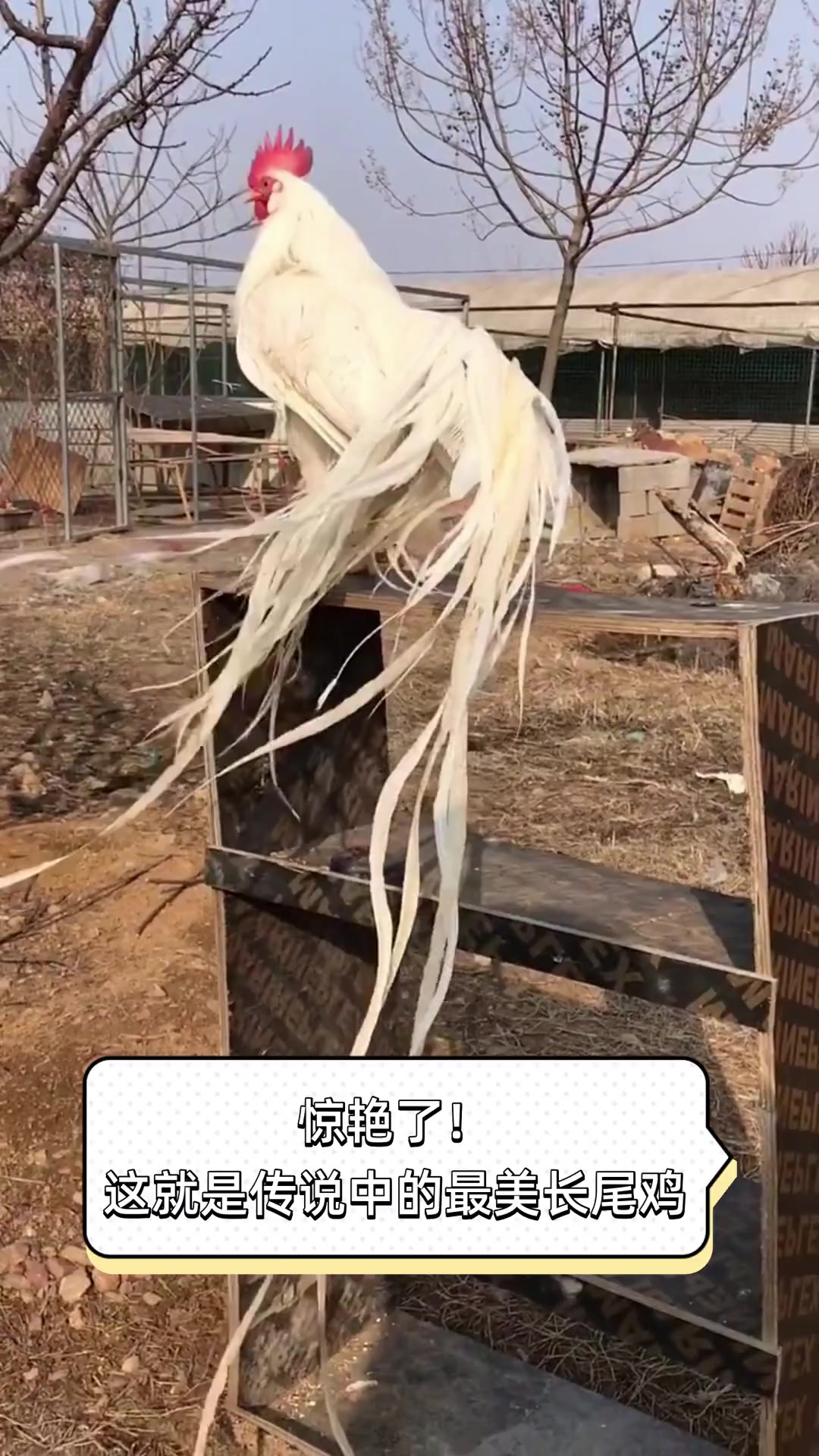 惊艳了!这就是传说中的最美长尾鸡