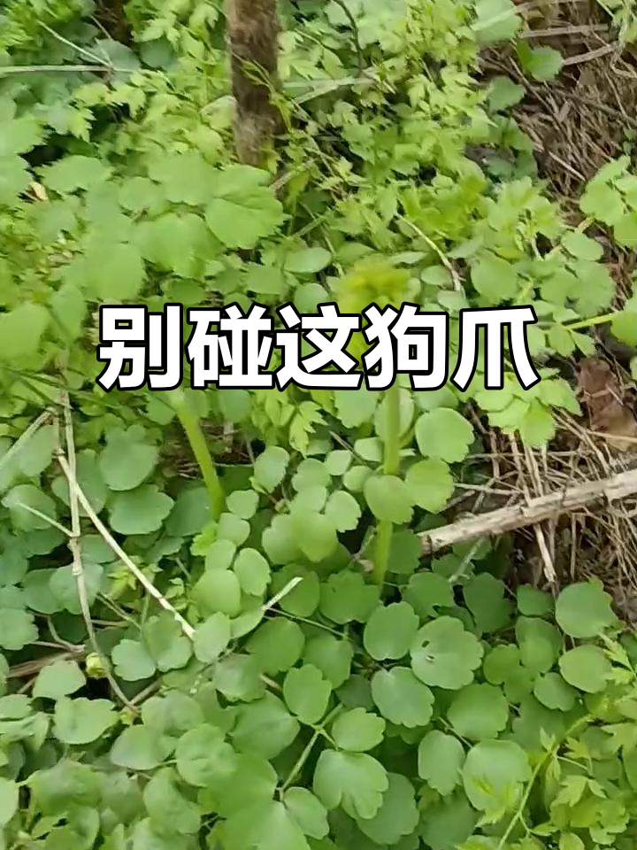 采野菜要注意!这种狗爪子有毒,千万别踩