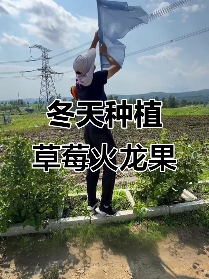 北方冬季也能种草莓火龙果,零能耗温室大棚助力农业