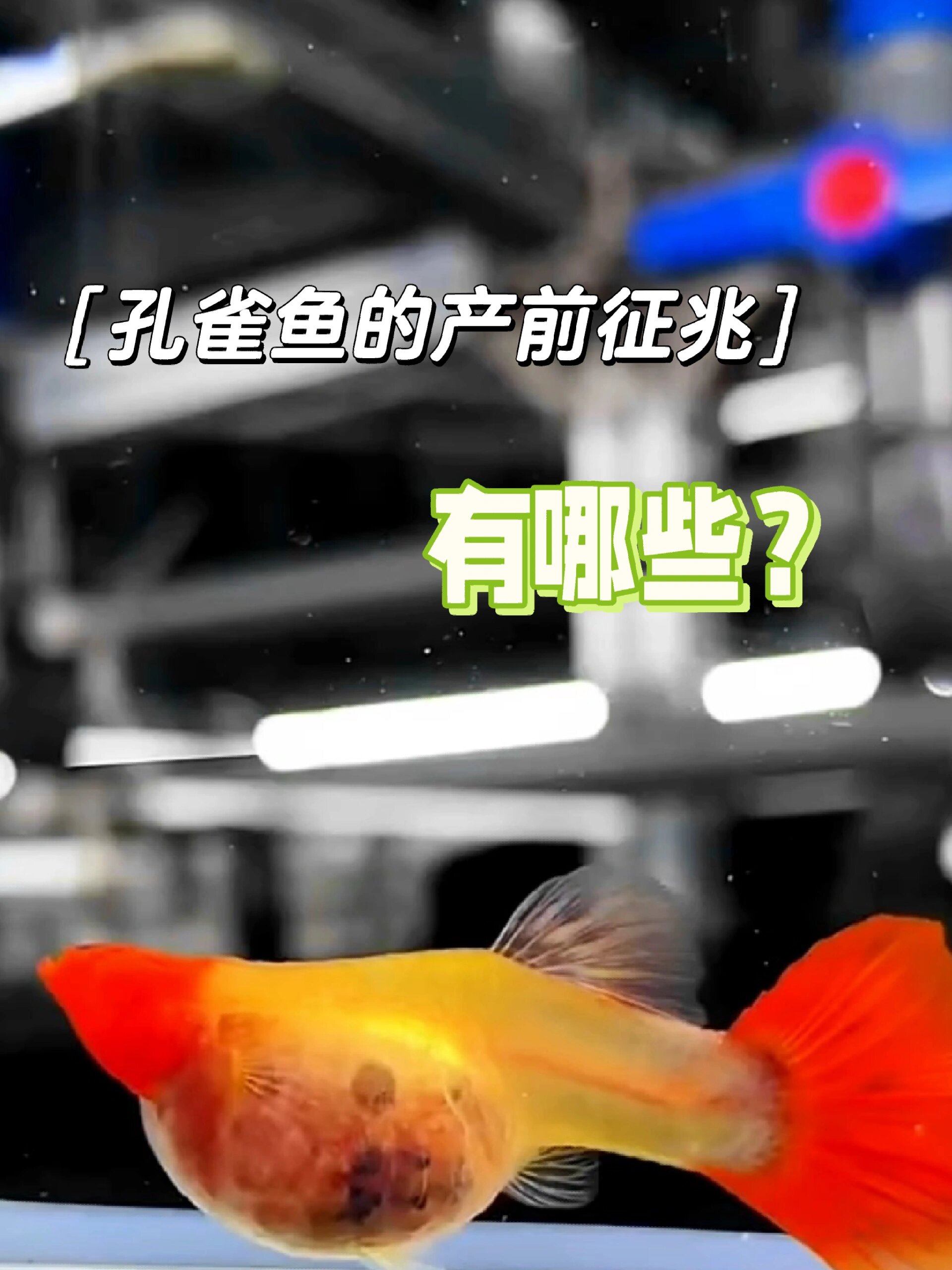 孔雀鱼的产前征兆都有哪些?