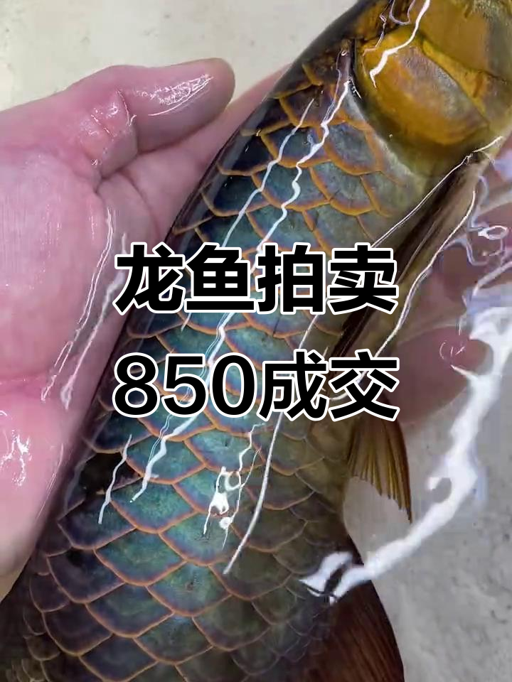 龙鱼拍卖激烈进行,八百五成交!
