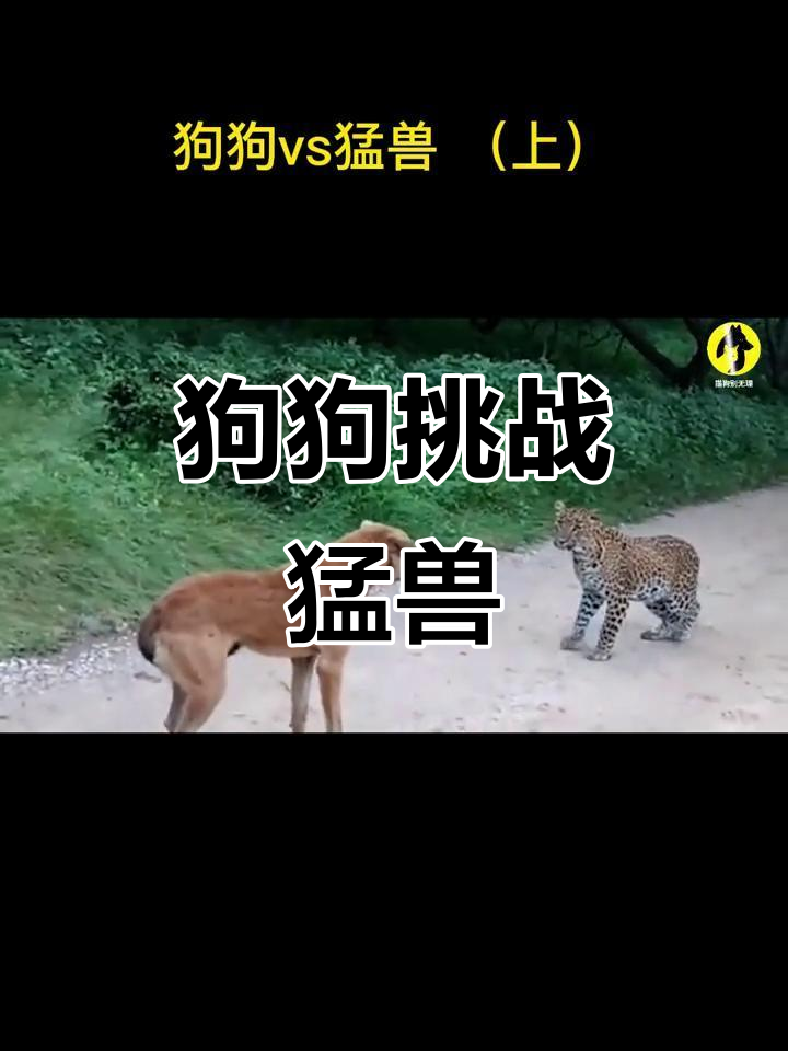 狗勇斗猛兽,究竟谁能制胜?狮子、牛、猪全都来了!