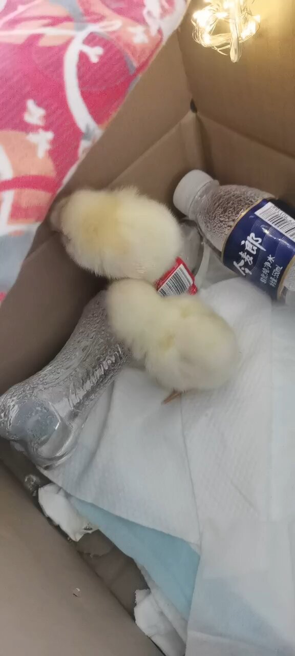 养的小鸡总打架是怎么回事