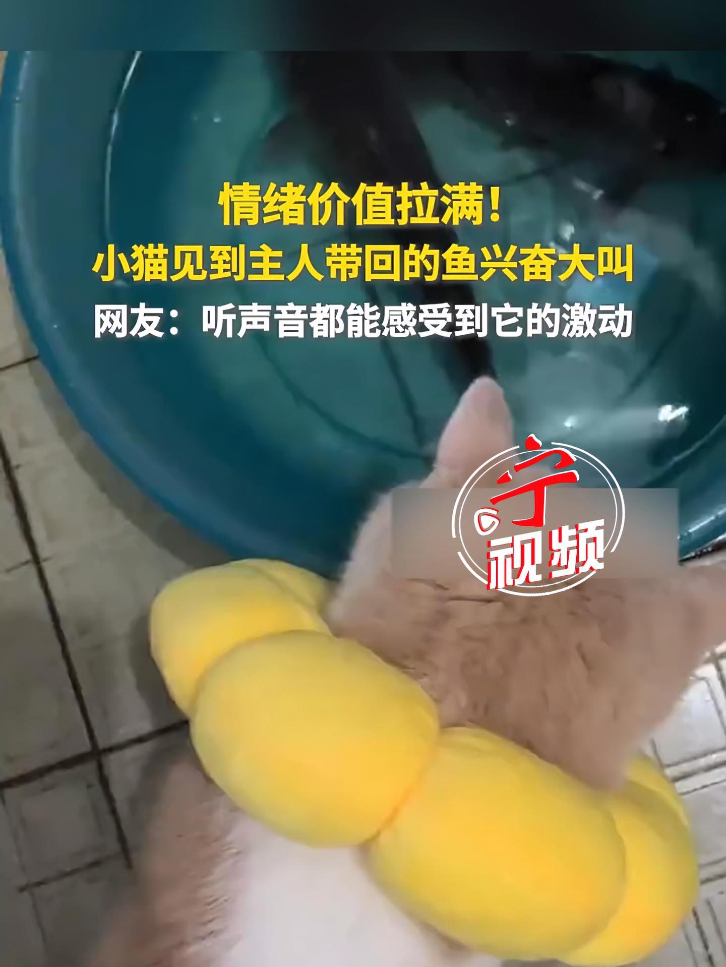 情绪价值拉满!小猫见到主人带回的鱼兴奋大叫。网友:听声音都能感受到它的激动。快看萌宠(来源