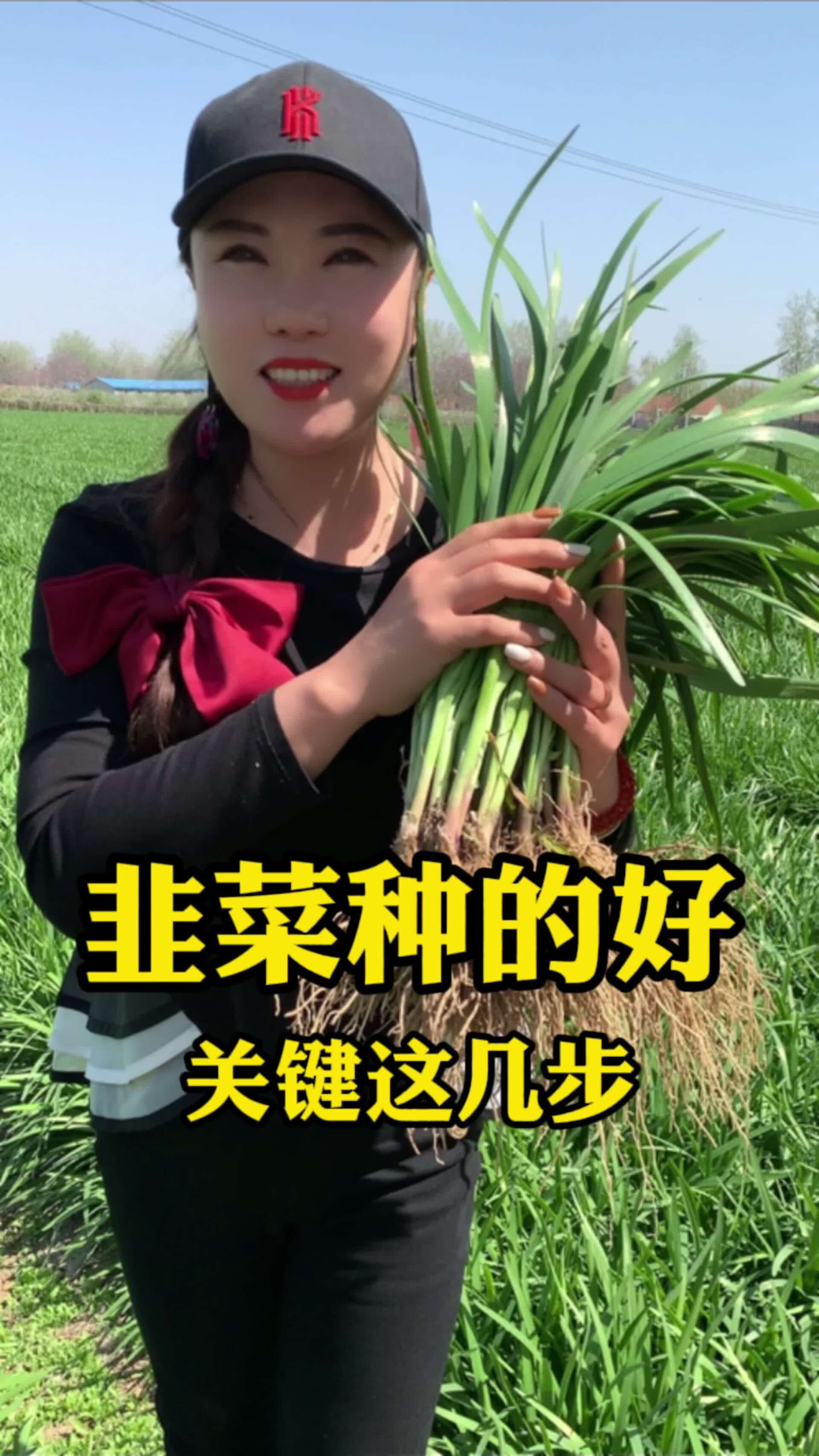 你会用韭菜种子种韭菜吗?来我教你!
