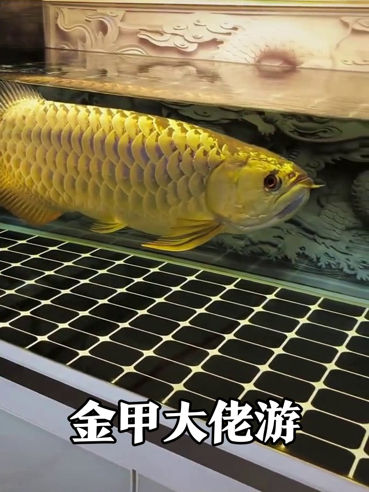 金龙鱼穿‘金甲’巡游鱼缸,鳞片闪成移动星星!