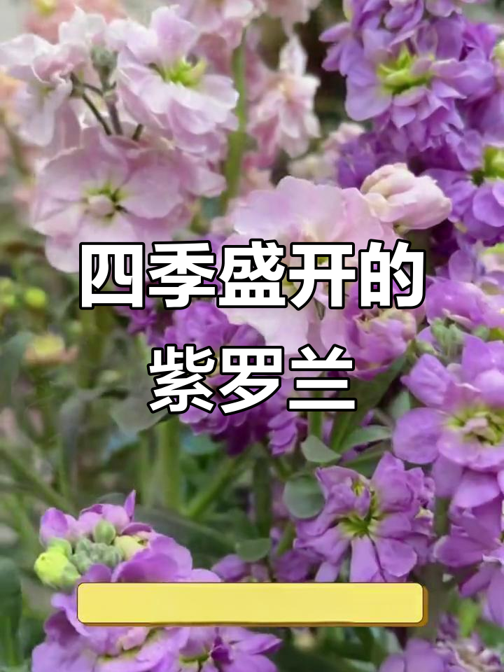 4月种紫罗兰，耐寒美丽且四季开花，适合室内外