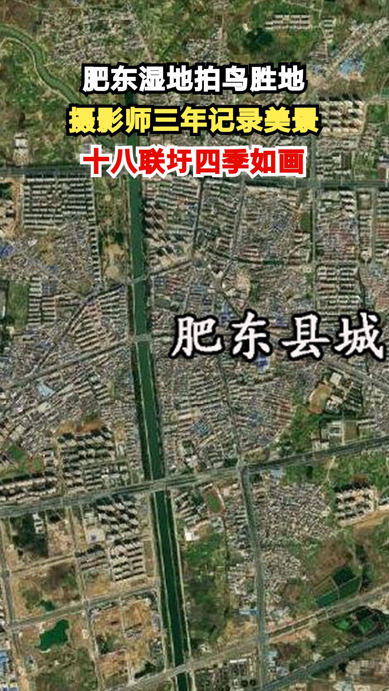 合肥摄影师三年蹲守湿地,拍下932只小天鹅震撼画面