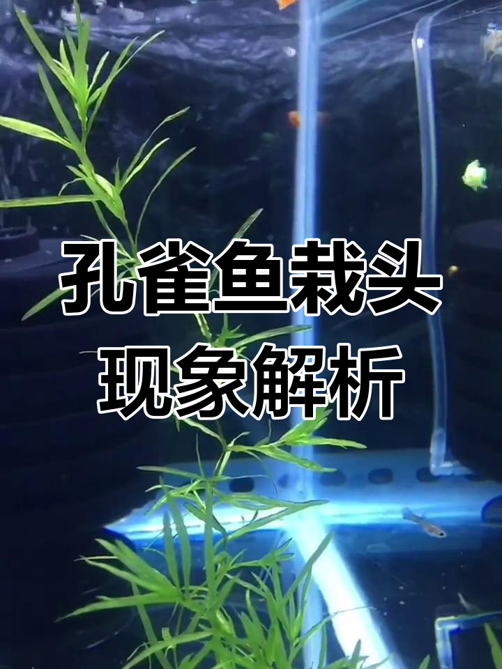 孔雀鱼头朝下游的原因及解决方法