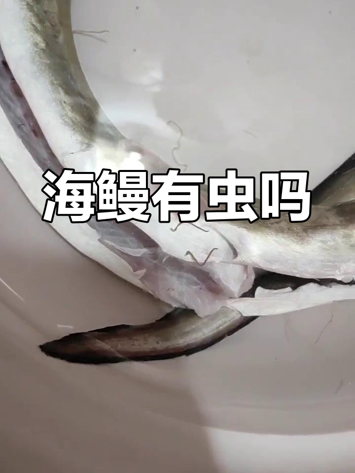 海鳗体内寄生虫曝光