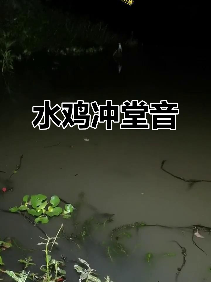 白面水鸡鸣叫,声音清脆如歌