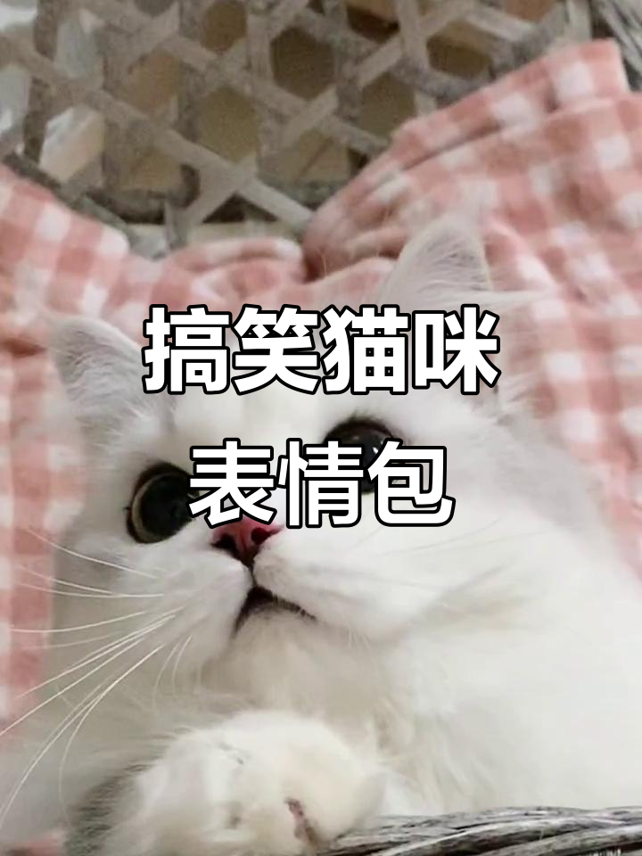 沙雕猫咪日常,表情包大放送!