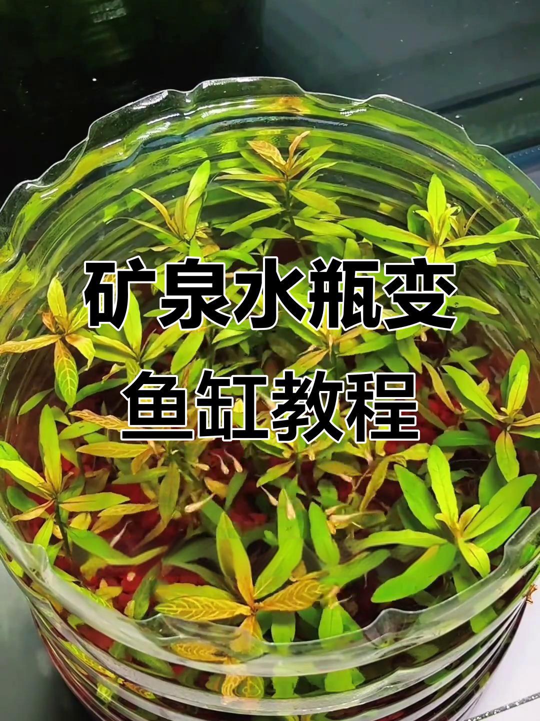 用矿泉水瓶打造生态鱼缸，简单又美丽