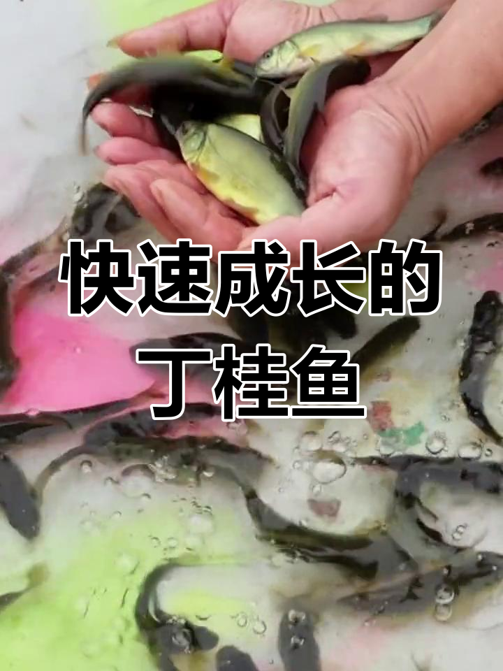 丁桂鱼生长迅速,养殖简单,成活率高,适合各地饲养