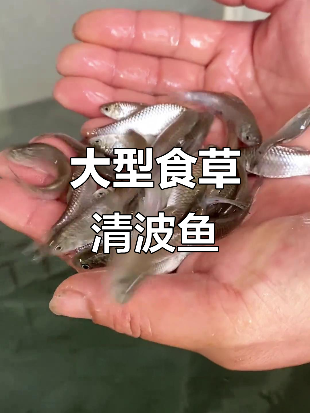 清波鱼:爱吃草的大型食性鱼类,水质要求不高