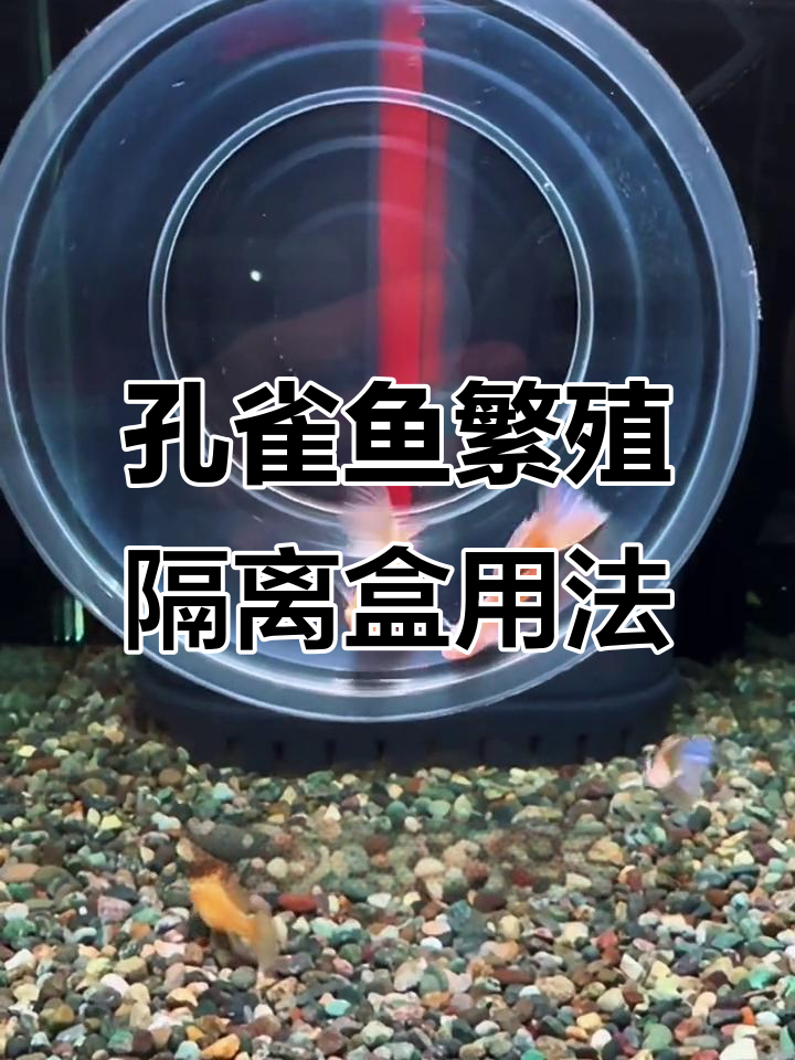 孔雀鱼繁殖技巧:如何使用隔离盒避免小鱼被吃