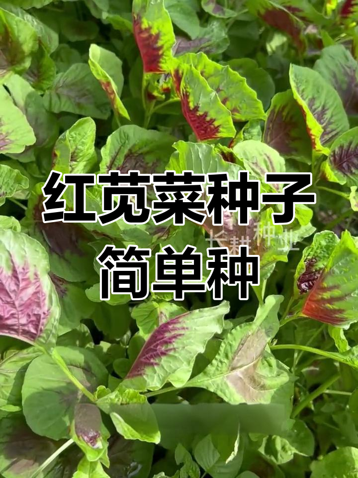 阳台小院必备!红苋菜种子,轻松种植,营养美味