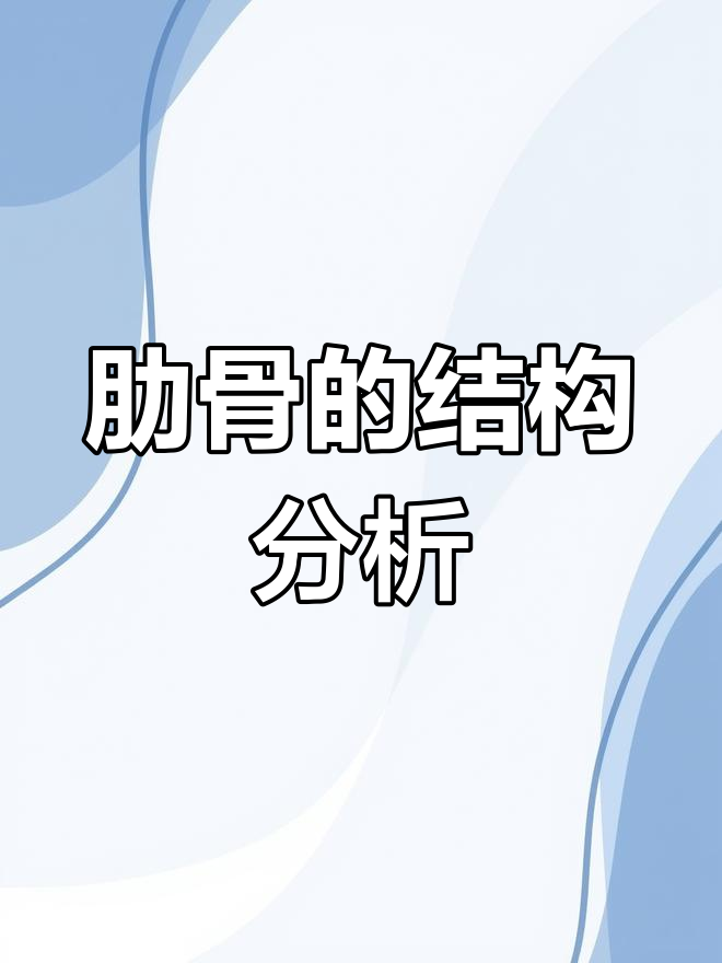 肋骨的种类与结构解析