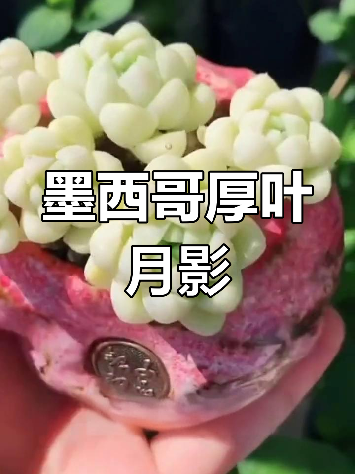 墨西哥特产厚叶月影:多肉植物中的美丽瑰宝