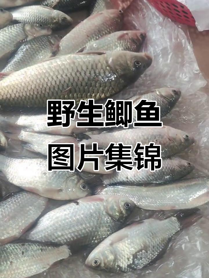 野生鲫鱼真实照片,带你领略自然之美