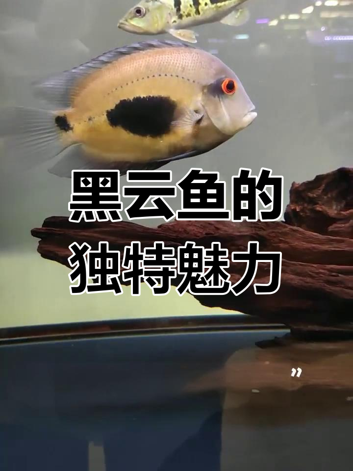 亚马逊黑云鱼:神秘蓝色三角带,如天空云彩般美丽