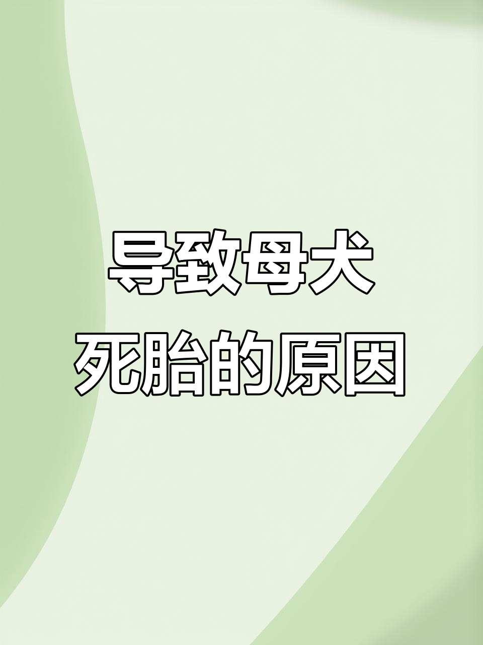 母犬死胎原因分析:常见问题与预防方法