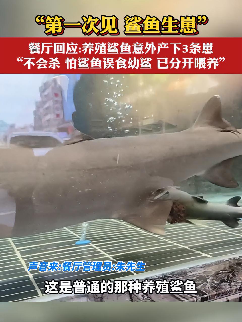 5月6日广东广州。第一次见!鲨鱼生崽。餐厅回应:养殖鲨鱼意外产下3条崽,“不会杀,怕鲨鱼误