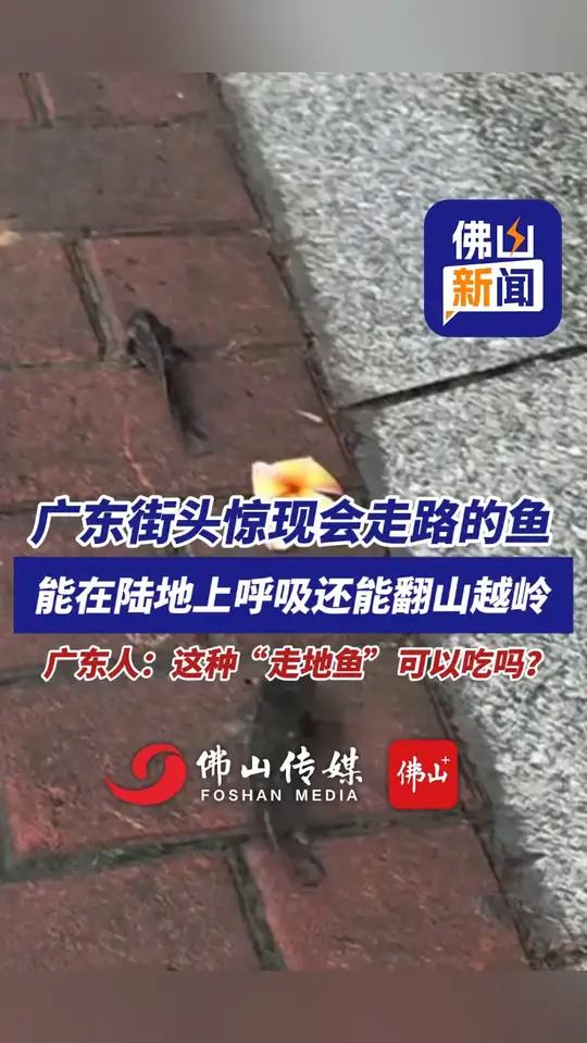 广东街头惊现会走路的鱼，能在陆地上呼吸还能翻山越岭！广东人：这种“走地鱼”可以吃吗？（编辑