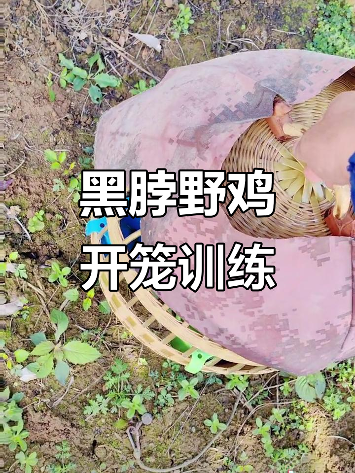 黑脖野鸡首次出笼,驯养挑战开启