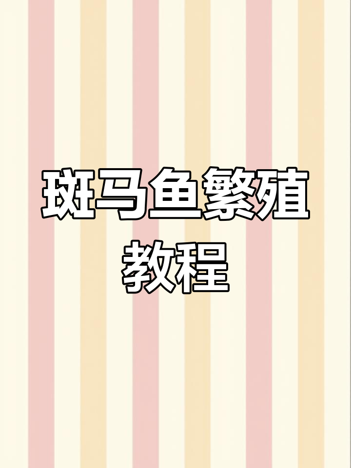 斑马鱼繁殖技巧:如何分公母与产卵管理