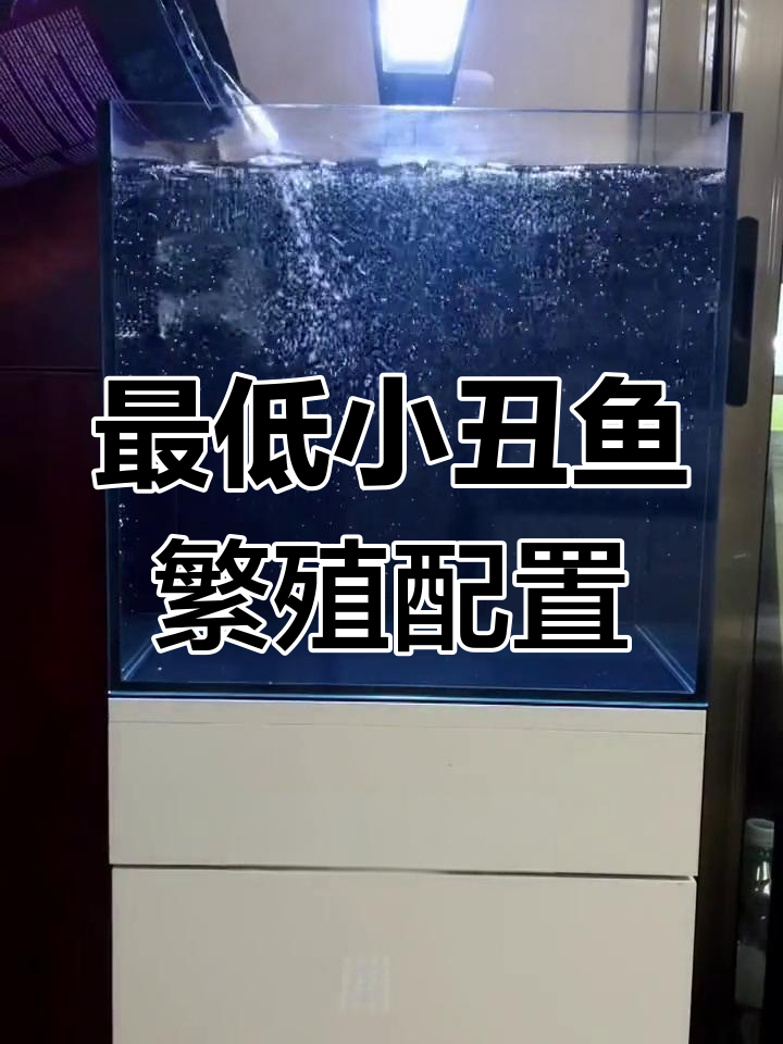 小丑鱼繁殖必备:40背滤缸配置全解析