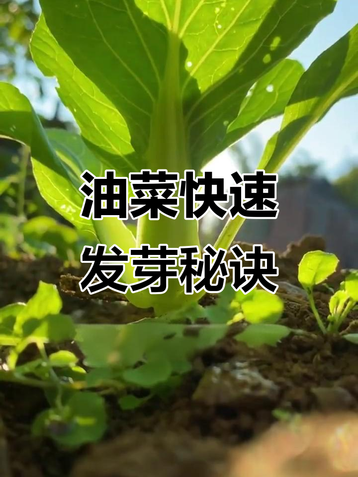 稀土拌种，油菜出芽快又齐
