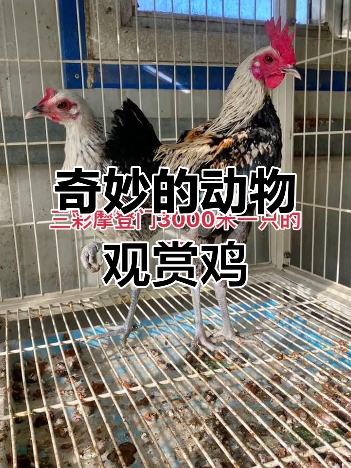观赏鸡的奇妙世界,宠物鸡也能这么有趣!