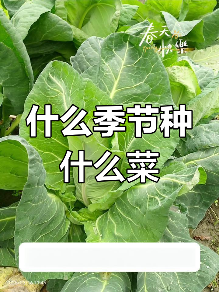 一年四季种什么菜最合适?这些蔬菜种植技巧你必须知道